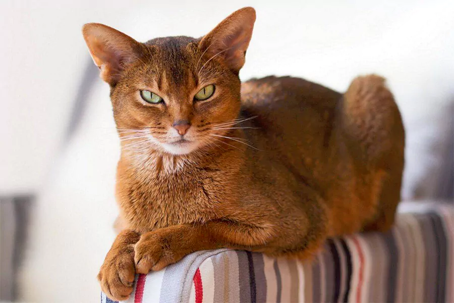 Abyssinian Kittens
