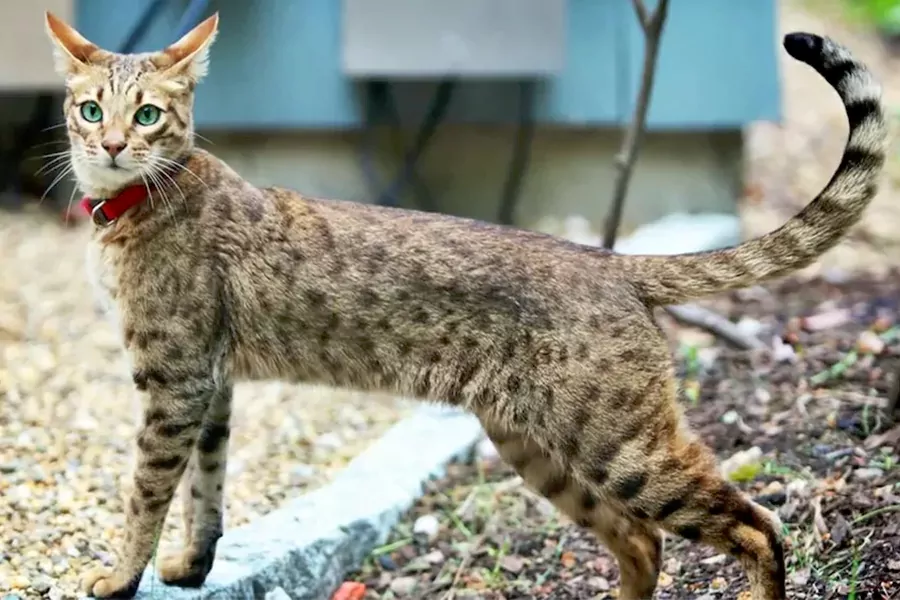 Ashera Cats