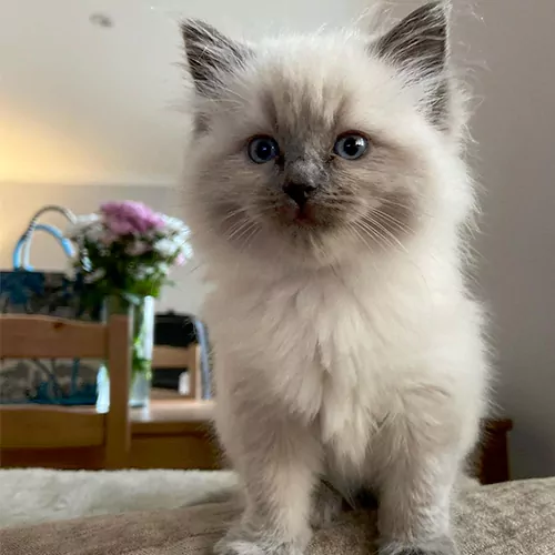Bella