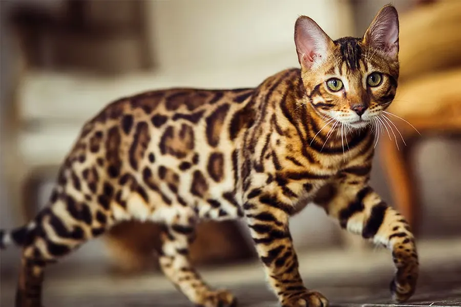 Bengal Kitten