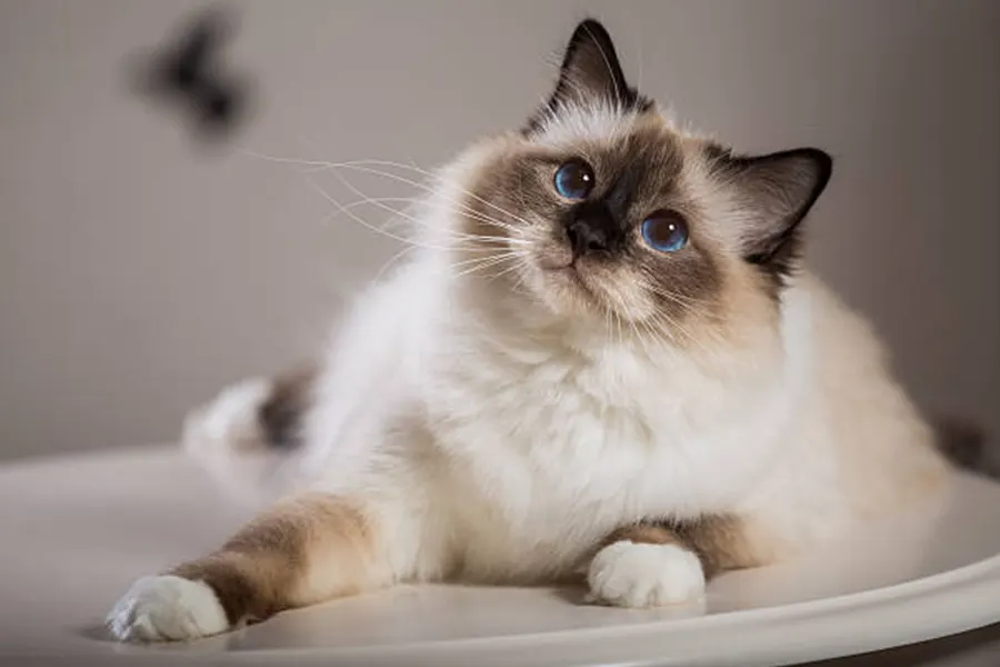 Birman Kittens