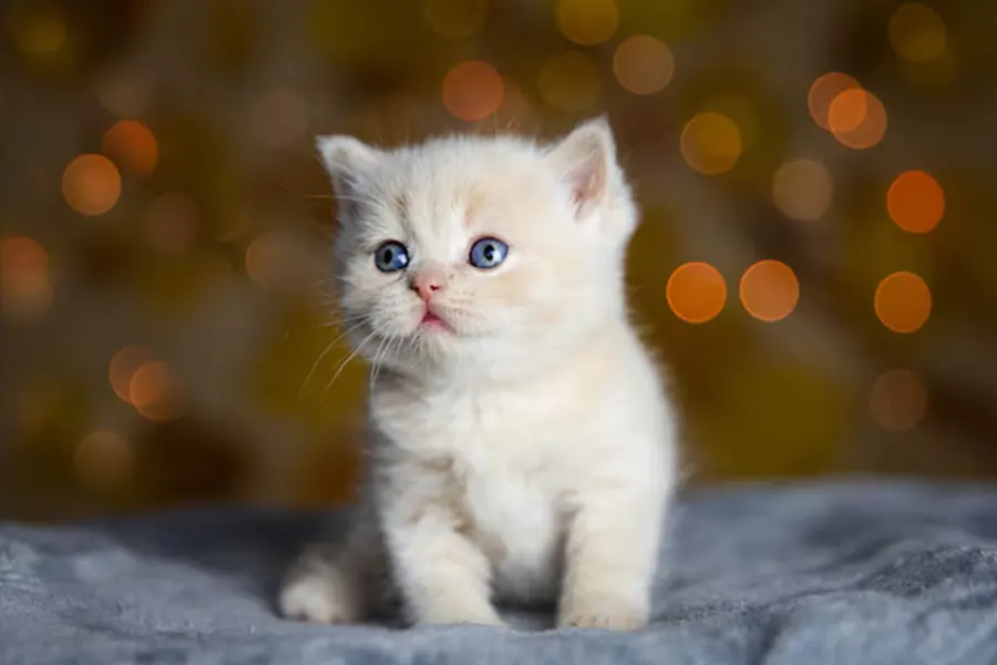British Short Hair Kitten