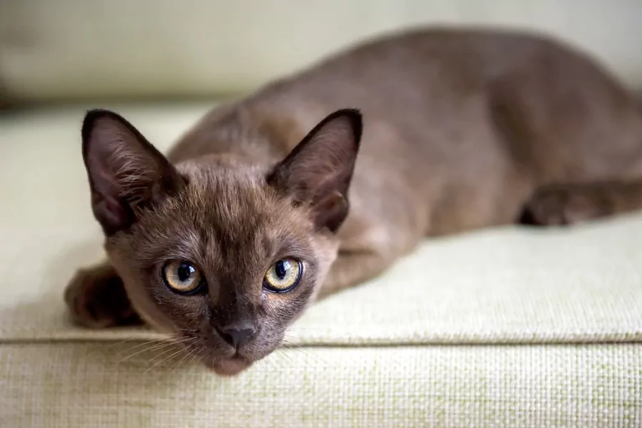 Burmese Kittens