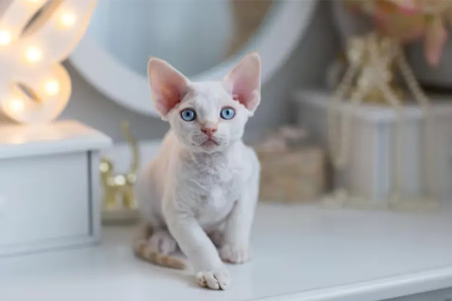 Devon Rex Kittens