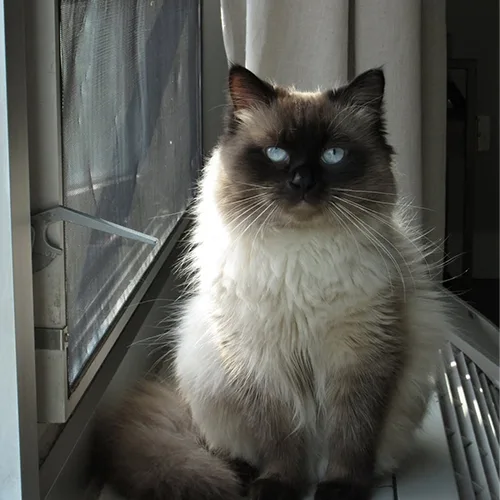George