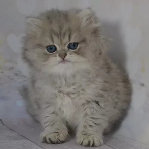 KIKI