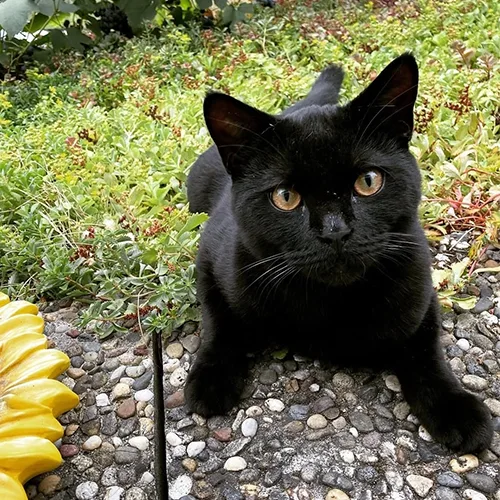 Katze