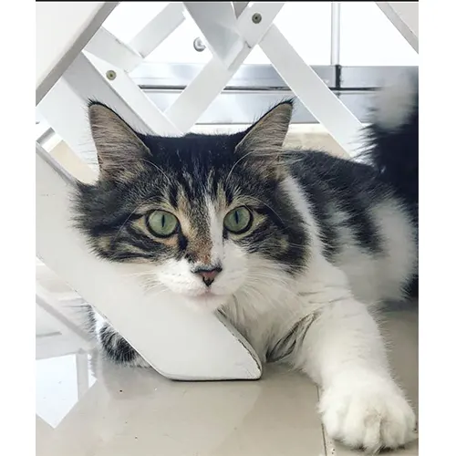 Luca
