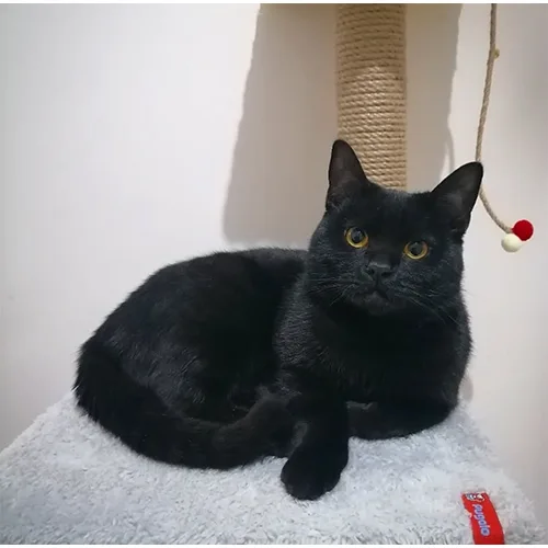 Lucy