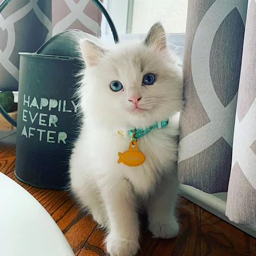 Luna