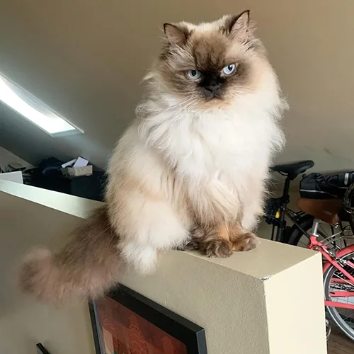 Mike