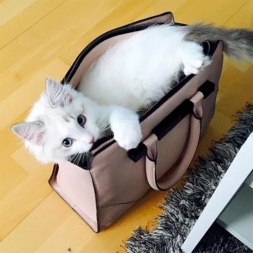 Mimi