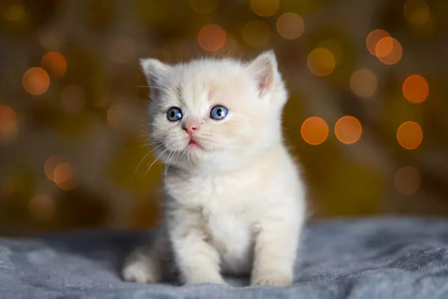 Munchkin Kittens