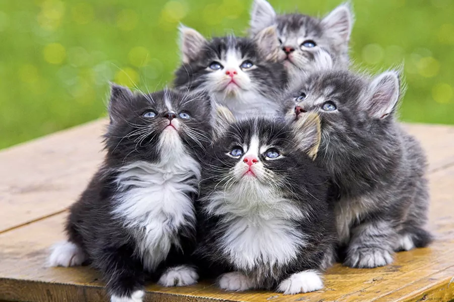 Norwegian Forest Cat