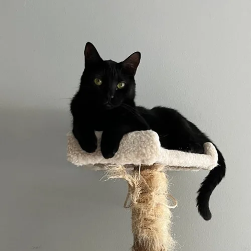 Olie