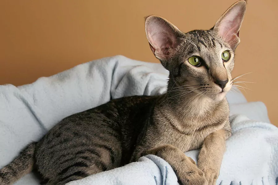 Oriental Shorthair Kittens