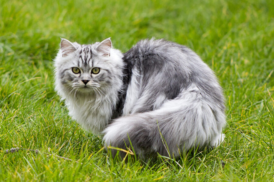 Persian Kittens