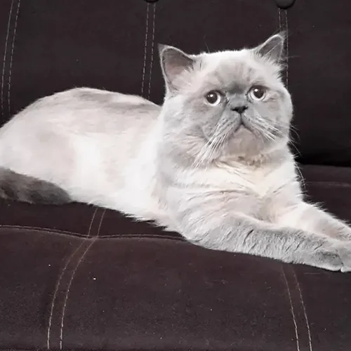 Puffy
