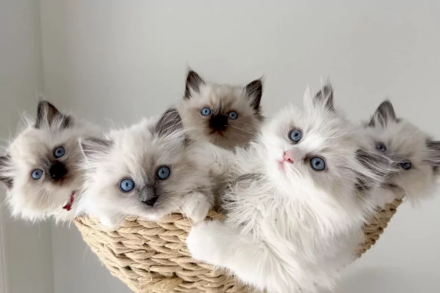 Ragdoll Kittens