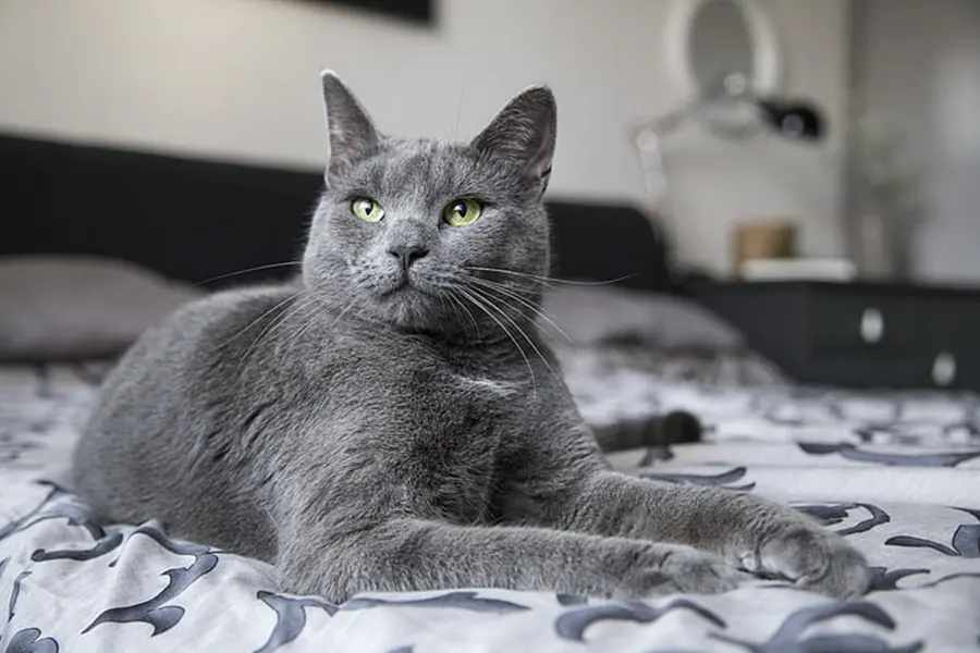 Russian Blue Kittens