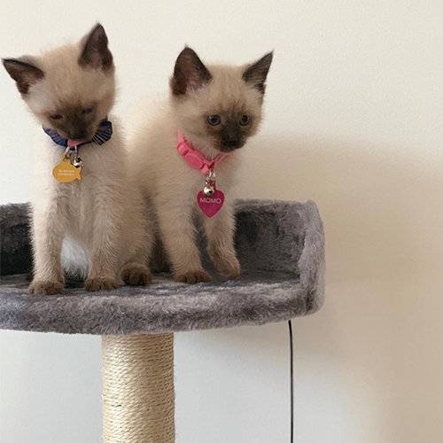 SAMMY & MOMO