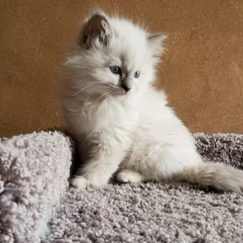 Sam