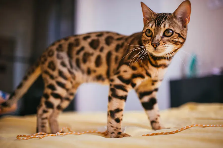 Savannah Kitten
