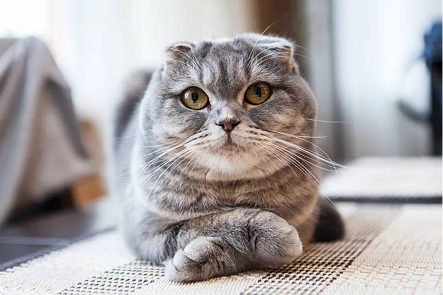 Scottish Fold Kittens