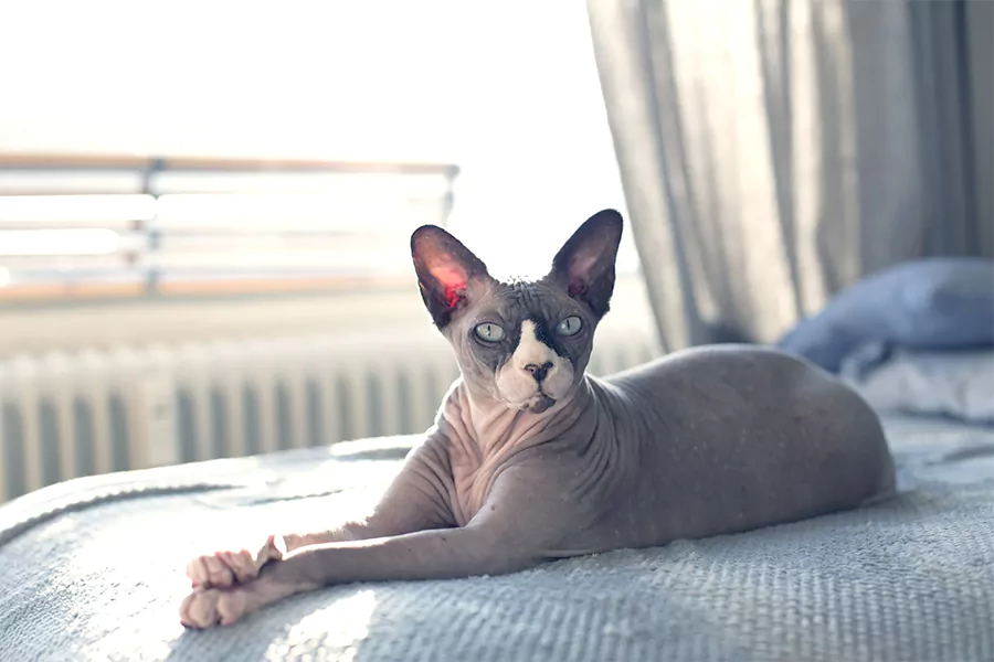 Sphynx Kittens