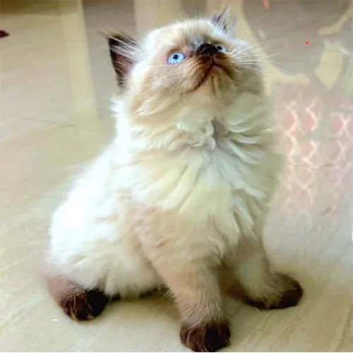 Yuki