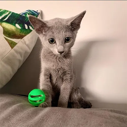 MIA