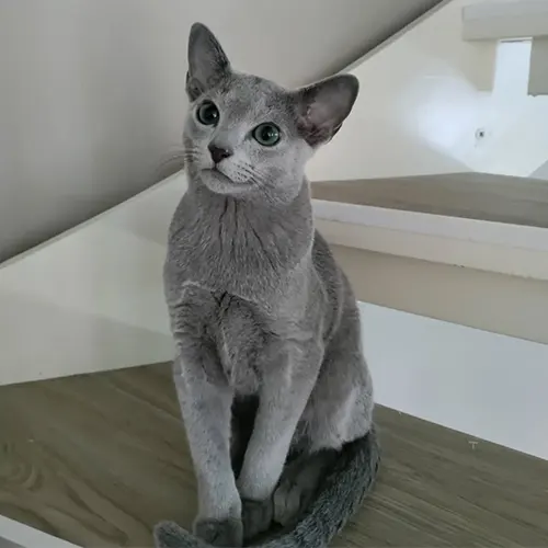 FELIX