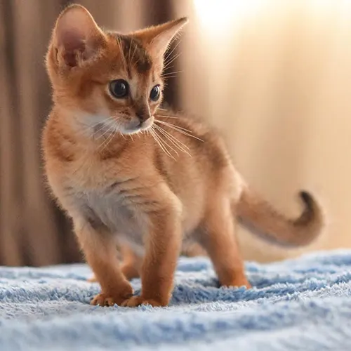 SAM