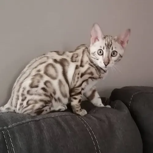 LEO