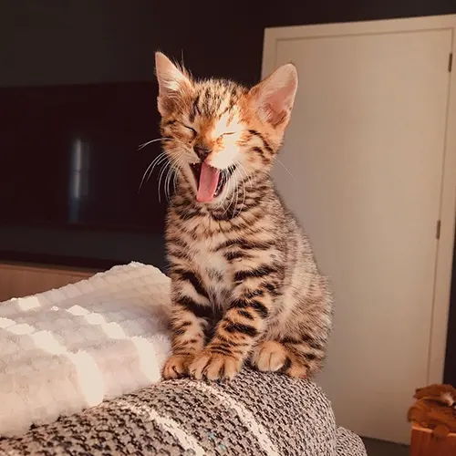 MONTY