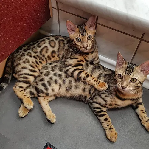 BEGALE & LEOLO