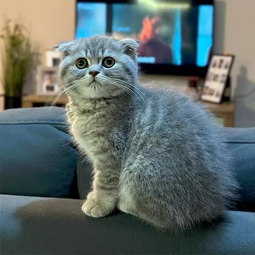 SISI