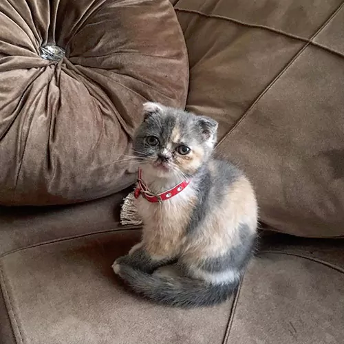 MIA