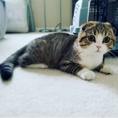 TIMBIT