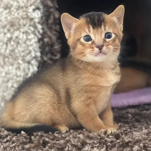 LUCIE