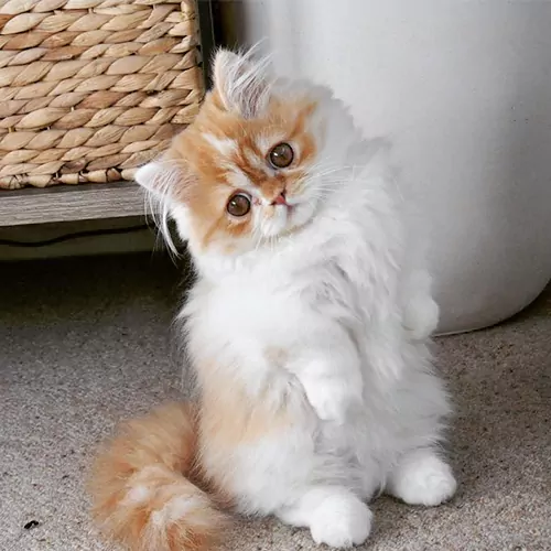 SHRIMP
