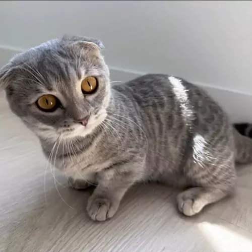LULU