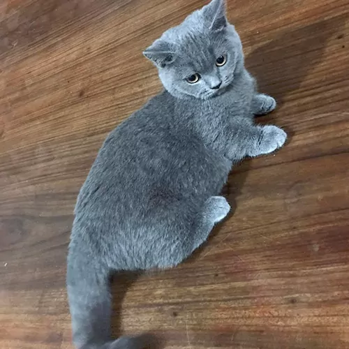 CAM